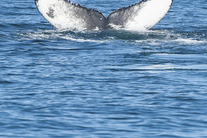 Iceland Super Saver: Puffin Cruise plus Whale-Watching Tour from Reykjavik - The Akurey Puffin Cruise: Binocular Time at a Protected Breeding Spot