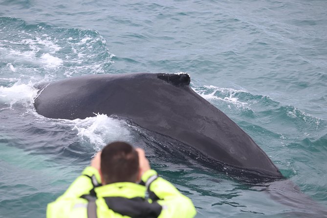 Iceland Super Saver: Puffin Cruise plus Whale-Watching Tour from Reykjavik - Order Flexibility: How to Choose the Best Rhythm for Your Day
