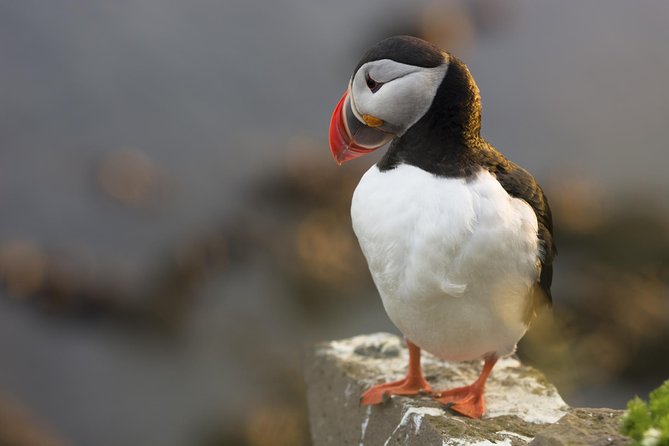 Iceland Super Saver: Puffin Cruise plus Whale-Watching Tour from Reykjavik - Gear, Clothing, and Small Moves That Make a Big Difference
