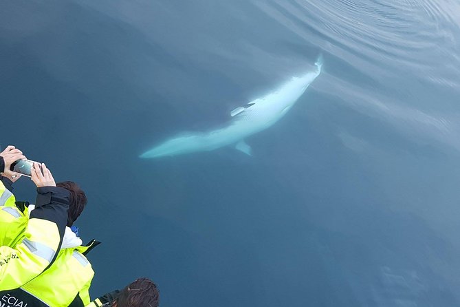 Iceland Super Saver: Puffin Cruise plus Whale-Watching Tour from Reykjavik - Final Take: Should You Book This Reykjavik Super Saver?