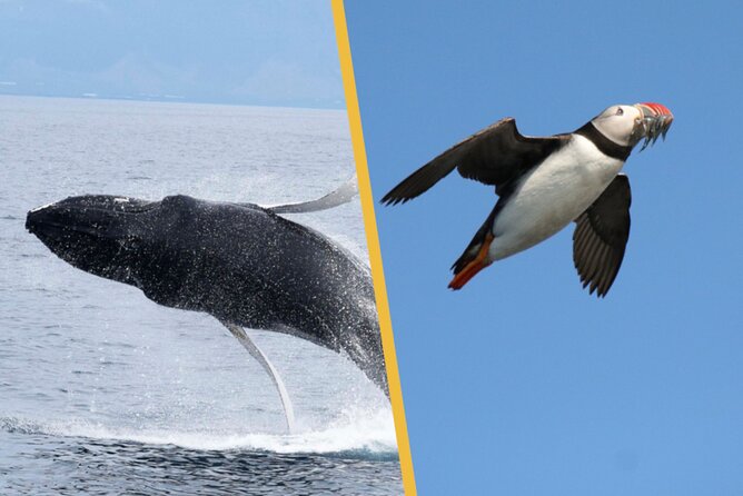 Iceland Super Saver: Puffin Cruise plus Whale-Watching Tour from Reykjavik - The Value Math: Why This $156.19 Bundle Can Be a Smart Buy