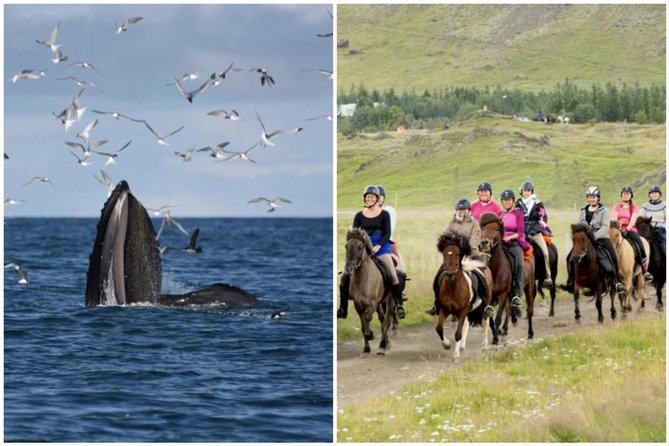 Icelandic Horse Riding and Whale Watching Cruise from Reykjavík - Key Things to Know Before You Go