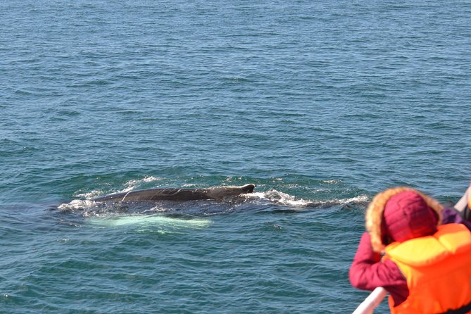 Icelandic Horse Riding and Whale Watching Cruise from Reykjavík - Reykjavík to Hveragerði and Back, How This Day Feels