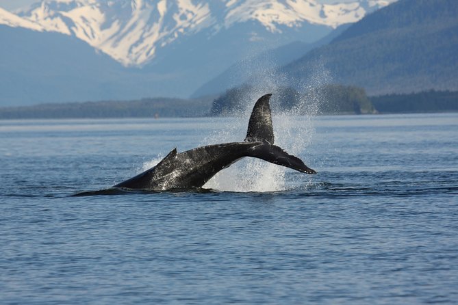 Icelandic Horse Riding and Whale Watching Cruise from Reykjavík - Wildlife Exhibition and What It Adds to the Horse-and-Whales Day