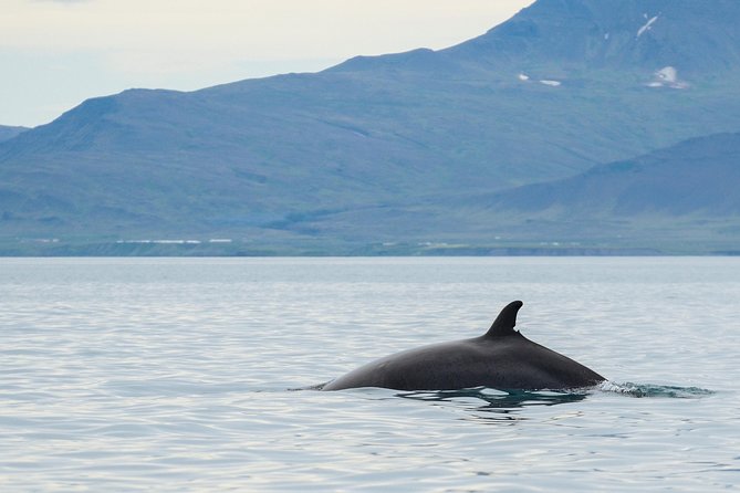 Icelandic Horse Riding and Whale Watching Cruise from Reykjavík - Elding Whale Watching from Reykjavík’s Old Harbour, What to Expect