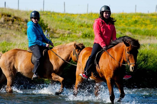 Icelandic Horse Riding and Whale Watching Cruise from Reykjavík - Boat Comfort You Can Control: Dress, WiFi, and Photo Breaks