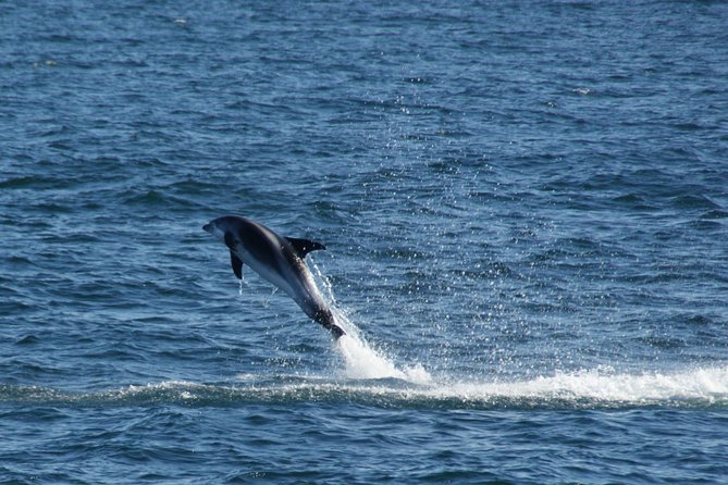 Icelandic Horse Riding and Whale Watching Cruise from Reykjavík - Timing and Food: Snacks After the Ride, Lunch on Your Own