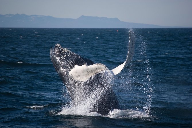 Icelandic Horse Riding and Whale Watching Cruise from Reykjavík - Price and Value: Is $280 for Horses plus Whale Watching Fair?