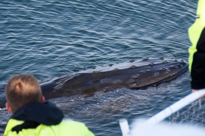 Icelandic Horse Riding and Whale Watching Tour from Reykjavik - Whale watching in Faxaflói Bay: what you’re chasing