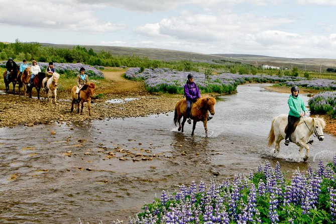 Icelandic Horseback Riding Tour Including Pick Up from Reykjavik - Pickup in Reykjavik: how to keep your morning stress low