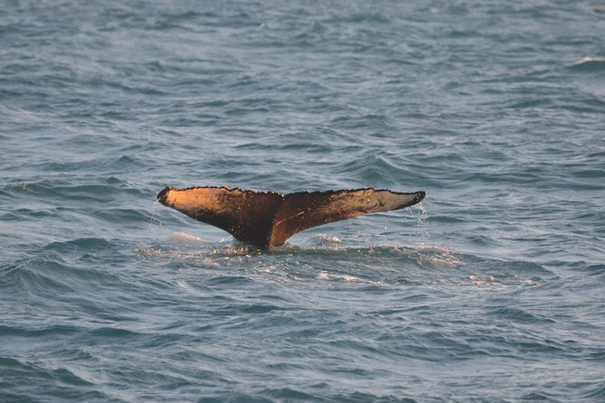 Magical Whales in the Midnight Sun | from Reykjavik - The Onboard Intro: Multimedia Show and Live Commentary