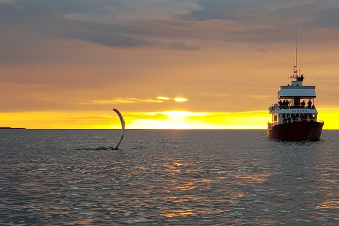 Magical Whales in the Midnight Sun | from Reykjavik - The Wildlife Viewing Rhythm: Engine Off Moments