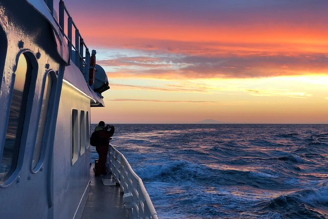 Magical Whales in the Midnight Sun | from Reykjavik - Where You Meet and How the Evening Runs