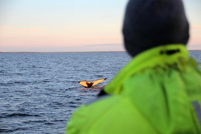 Midnight Sun Whale Watching from Reykjavik - Key highlights worth your attention