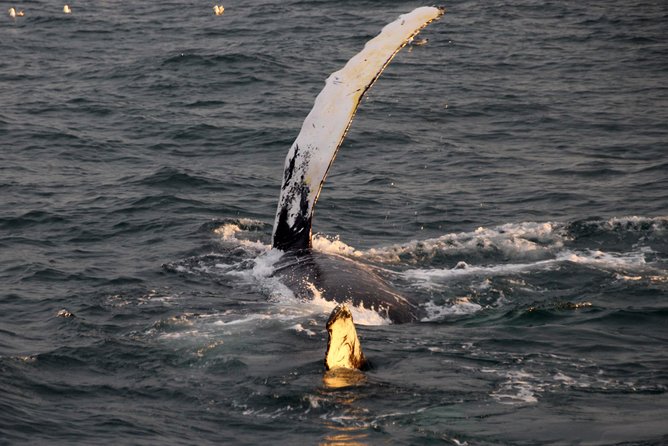 Midnight Sun Whale Watching from Reykjavik - The viewing experience: deck time and group size
