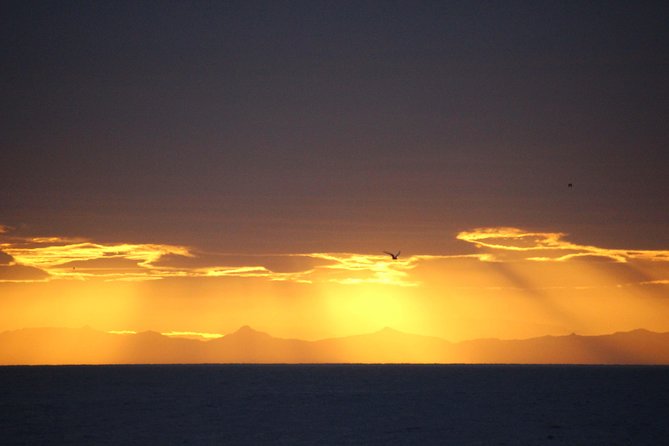 Midnight Sun Whale Watching from Reykjavik - The sightings guarantee: your built-in safety net