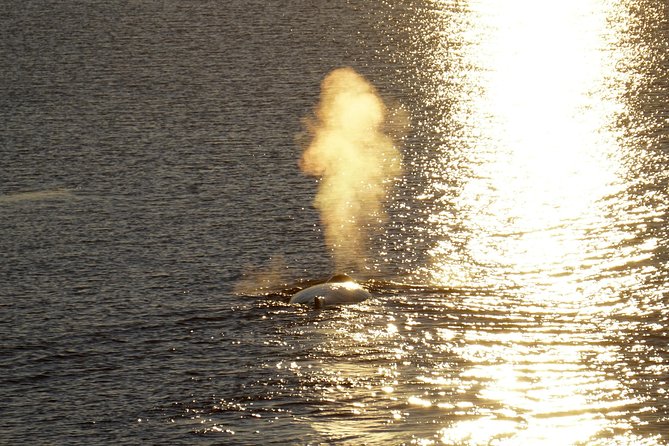 Midnight Sun Whale Watching from Reykjavik - Price and value: what $109.34 buys you in Reykjavik