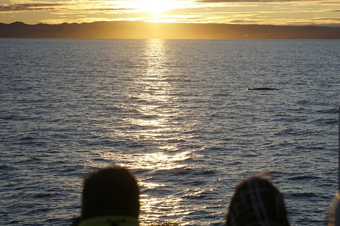 Midnight Sun Whale Watching from Reykjavik - Weather matters more than you think