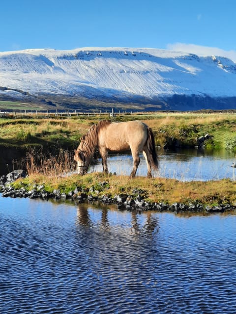 North Iceland: Horseback Riding Tour - Key things to know before you ride