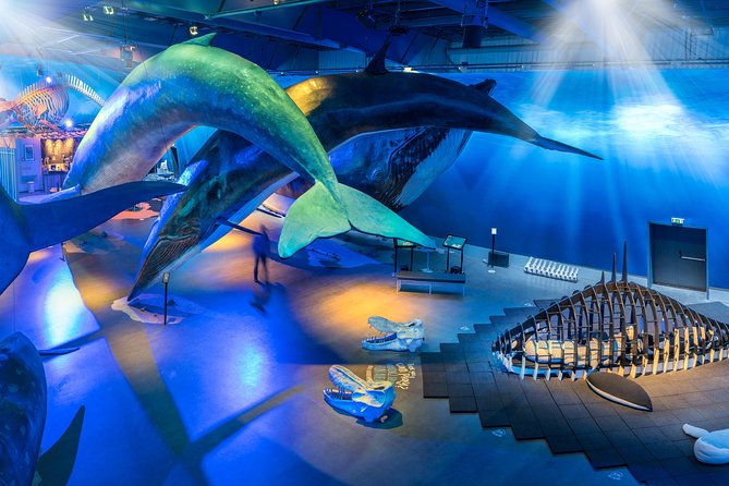 Northern Lights by Boat with a Backup Plan from Reykjavik - Who Should Book This Boat Aurora Plan