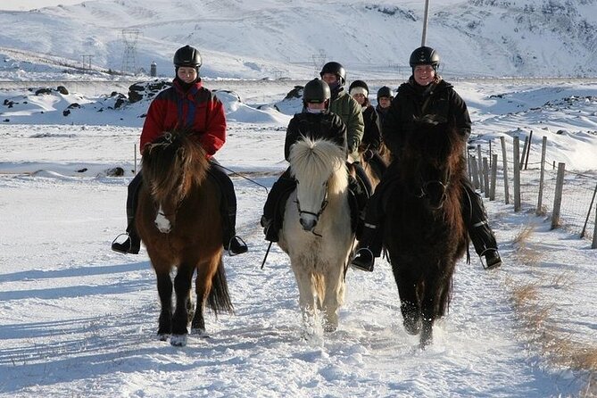 One-Hour Horseback Riding Tour in the Icelandic Countryside - Who this tour is best for, and who should reconsider