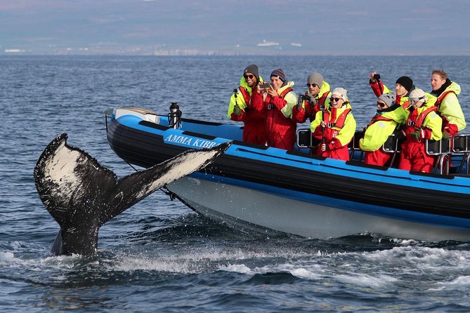 Original Big Whale Safari & Puffins Speedboat Tour from Húsavík - Húsavík’s RIB Whale Safari: Why This One Feels Made for Sightings