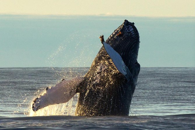 Original Big Whale Safari & Puffins Speedboat Tour from Húsavík - The RIB Ride: Fast, Fun, and Cold-Proof (If You Dress Right)