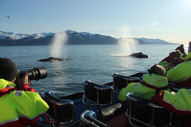 Original Big Whale Safari & Puffins Speedboat Tour from Húsavík - Who Should Book This Tour, and Who Should Skip It
