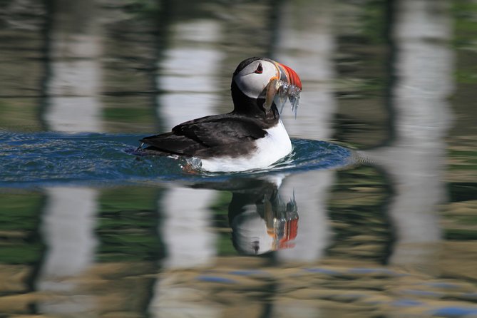 Original Big Whale Safari & Puffins Speedboat Tour from Húsavík - Price and Value: Is $180.27 Worth 2 Hours on the Water?