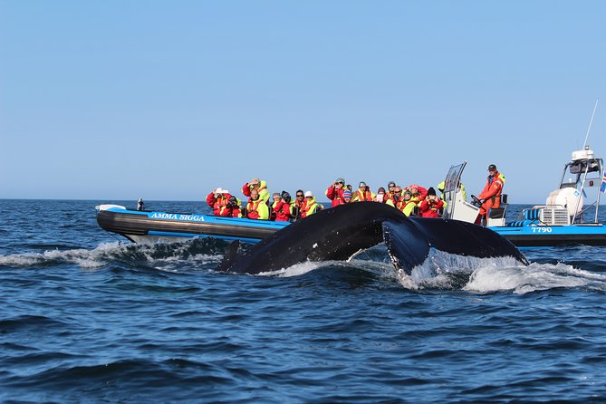 Original Big Whale Safari & Puffins Speedboat Tour from Húsavík - What to Expect From the Guides and Captains
