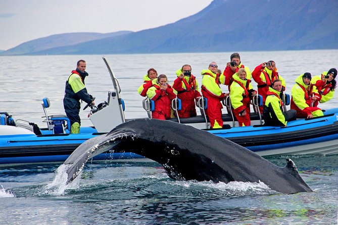 Original Big Whale Safari & Puffins Speedboat Tour from Húsavík - Before You Go: Gear, Meeting Point, and a Small-Group Advantage