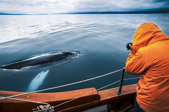 Original Carbon Neutral Whale Watching Tour from Húsavík - Skjálfandi Bay: Why Húsavík keeps showing up for whale watchers