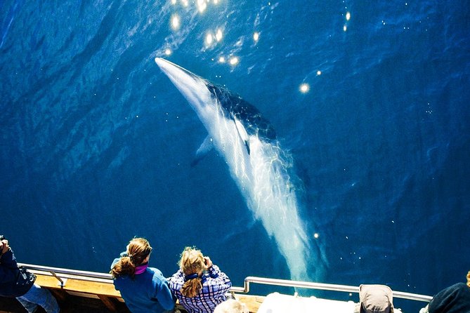 Original Carbon Neutral Whale Watching Tour from Húsavík - The carbon-neutral ship and the low-noise whale-friendly idea