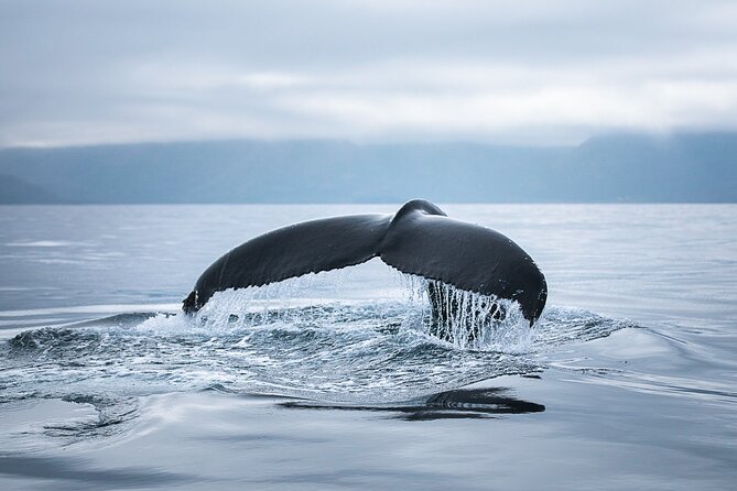 Original Carbon Neutral Whale Watching Tour from Húsavík - Light refreshments on board: hot chocolate and cinnamon buns
