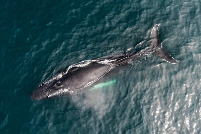 Original Carbon Neutral Whale Watching Tour from Húsavík - Group size and the boat experience on busy days