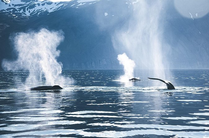 Original Carbon Neutral Whale Watching Tour from Húsavík - Price and value: what $135 gets you (and what could reduce the value)