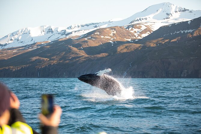 Original Carbon Neutral Whale Watching Tour from Húsavík - What you’ll actually do when the whales are near