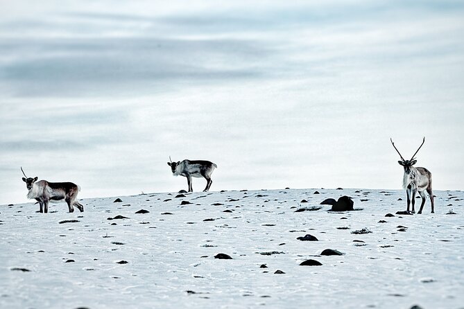 Premium Ice Cave Tour Vatnajokull Iceland - What you should expect from the post-tour warm-up