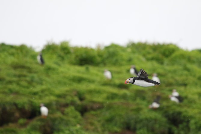 Premium Small-Group Puffin & Bird Watching tour from Reykjavík - Key things that make this tour worth your time