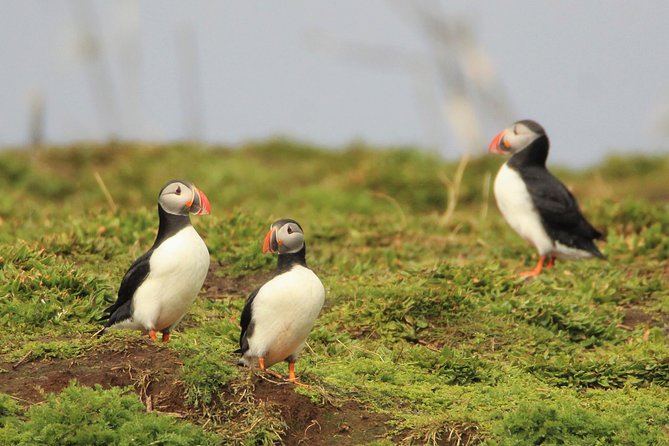 Premium Small-Group Puffin & Bird Watching tour from Reykjavík - Old Harbour check-in, gear-up, and what starts happening fast