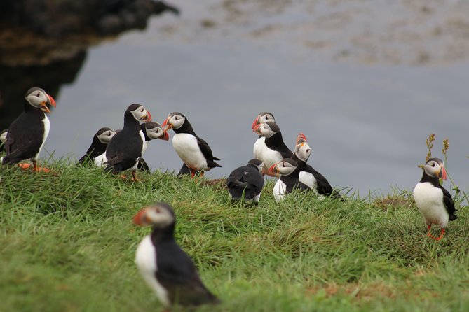 Premium Small-Group Puffin & Bird Watching tour from Reykjavík - Akurey and Faxaflói Bay: where the birds are nesting