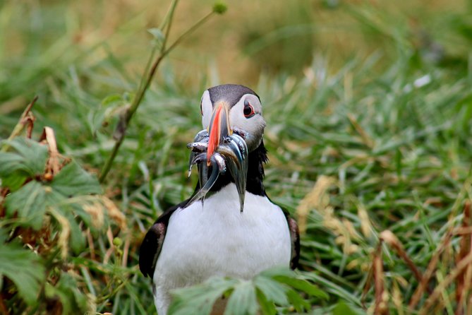 Premium Small-Group Puffin & Bird Watching tour from Reykjavík - Price and value: is $105.22 fair for what you get?