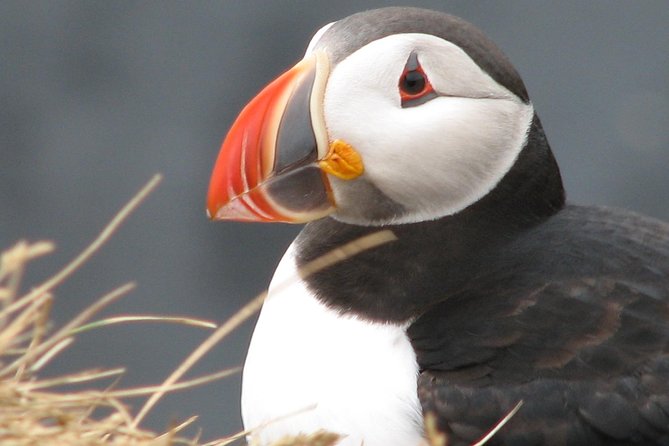 Private Day Trip to the Icelandic South Coast from Reykjavik - The Real Benefit of Private Pickup and a Guide in the Car