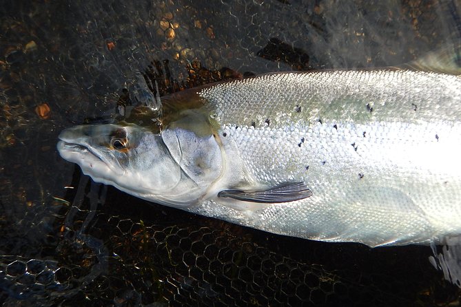 Private Lake and River Fishing Tour from Reykjavik - What you are really paying for: guide time, gear, and permits
