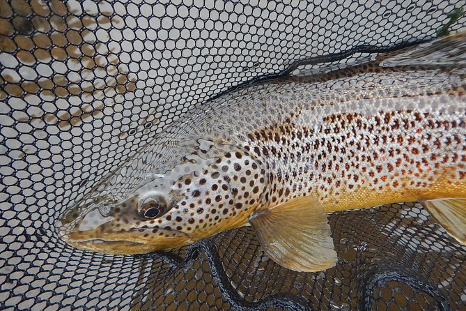 Private Lake and River Fishing Tour from Reykjavik - The on-water targets: Arctic char and brown trout