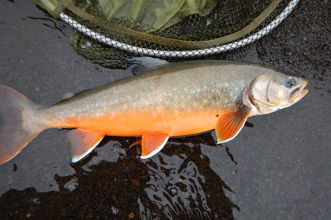 Private Lake and River Fishing Tour from Reykjavik - “Great catch” and “spectacular views” come together here