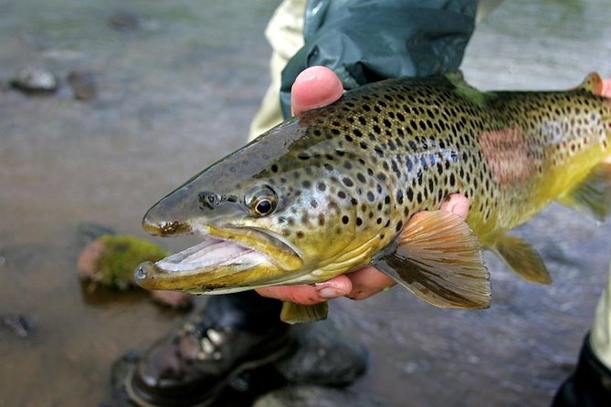 Private Lake and River Fishing Tour from Reykjavik - The Golden Circle route fishing spot, and what “about 5 hours” means