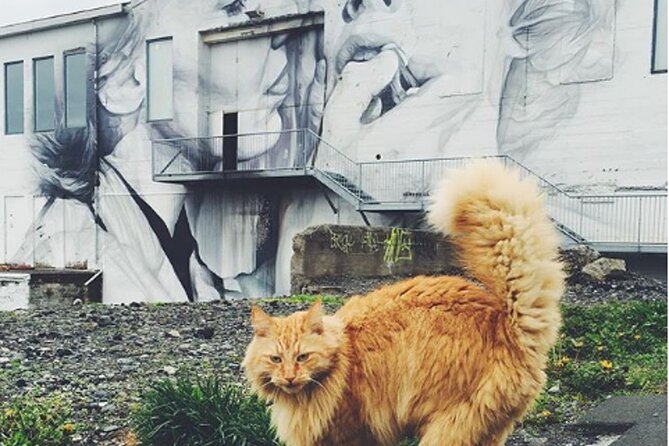 Private Reykjavik Cat Walking Tour - Timing, pickup, and how to make the tour smooth
