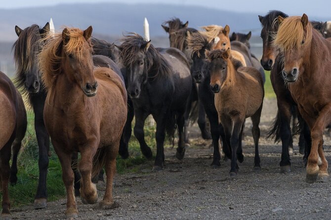 Private Tour: South Coast of Iceland by SUV or Van from Reykjavik - Reynisfjara black sand, Vik, and the basalt sea cliff look