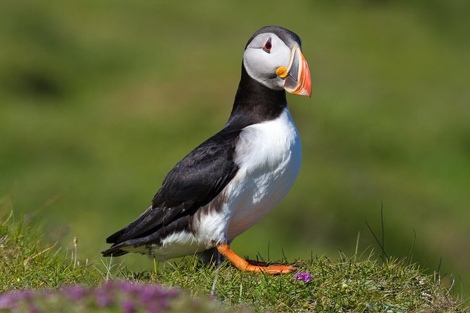 Puffin and Volcano Tour with Ebbi - Key things I’d bet on before you go